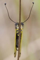 Libelloides longicornis