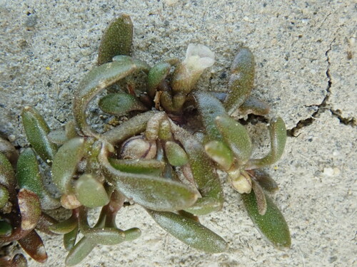 mudmats (Glossostigma cleistanthum)