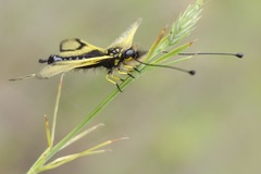 Libelloides longicornis