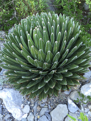 Agave victoriae-reginae