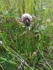 Allium maximowiczii