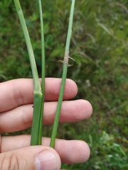 Allium maximowiczii
