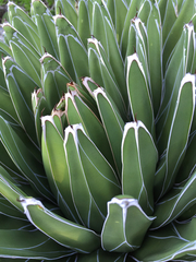 Agave victoriae-reginae