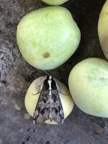 Sundowner moth