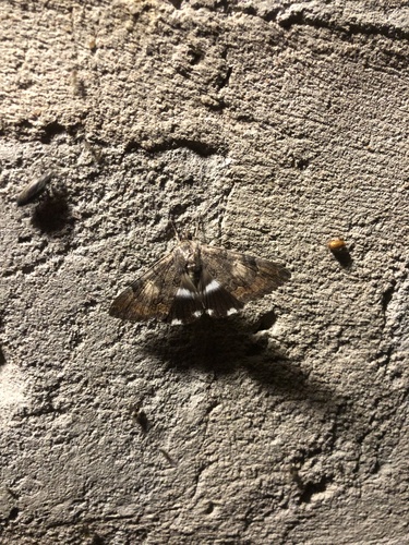 Banded Achaea