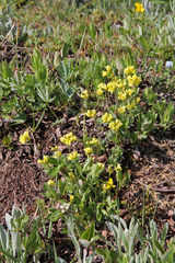 Draba aurea
