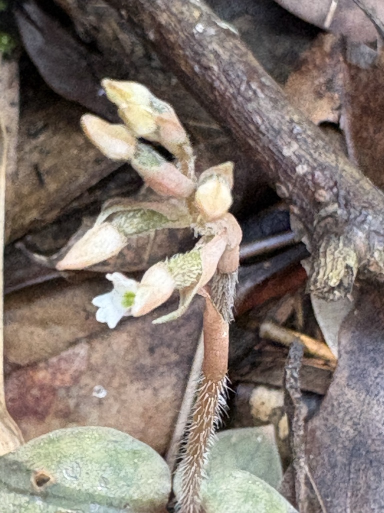 Cheirostylis liukiuensis