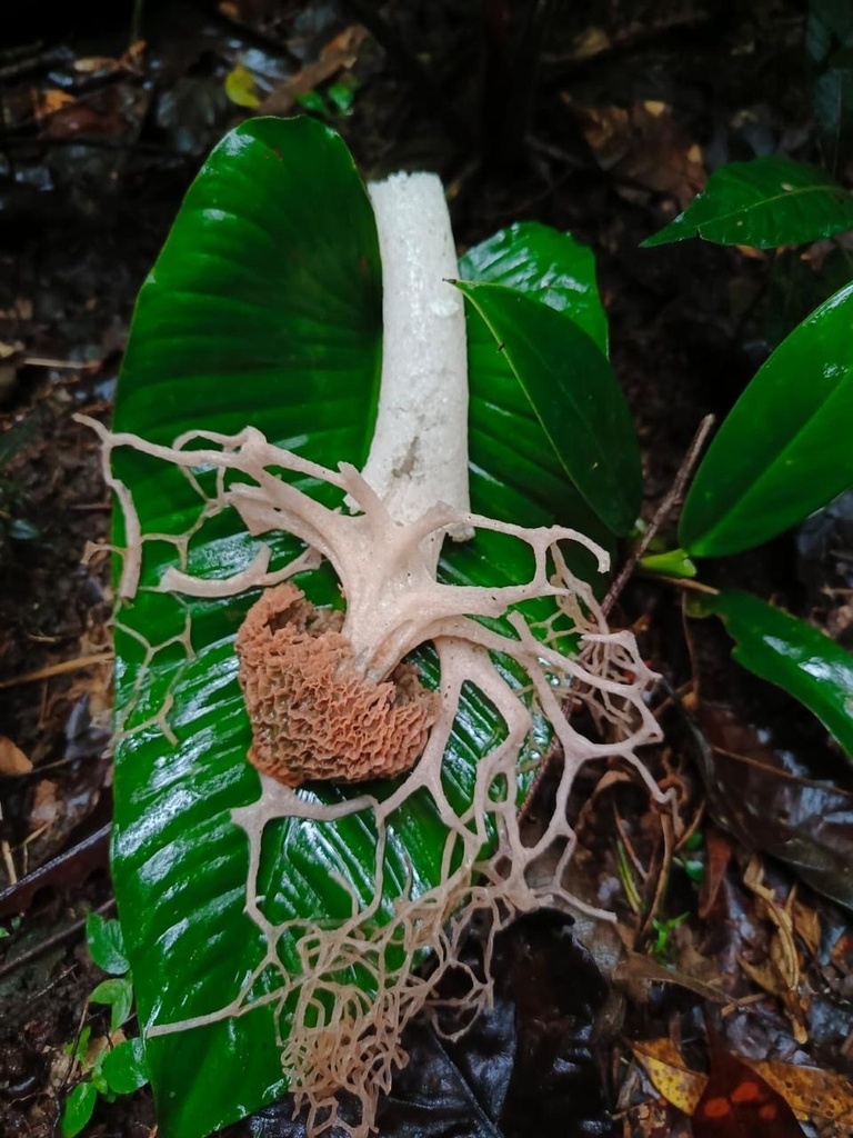 Phallus haitangensis · February 2025 · photo: © heimatlos (iNaturalist, cc0)