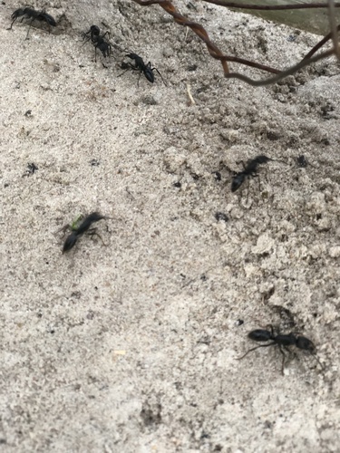 African stink ant