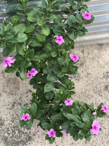 Madagascar Periwinkle
