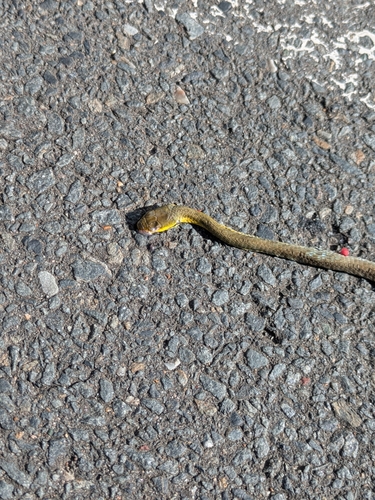 Common Tree Snake sighting