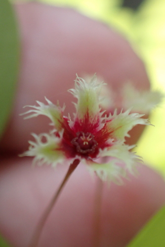 Phyllanthus pulcher, photograph 2