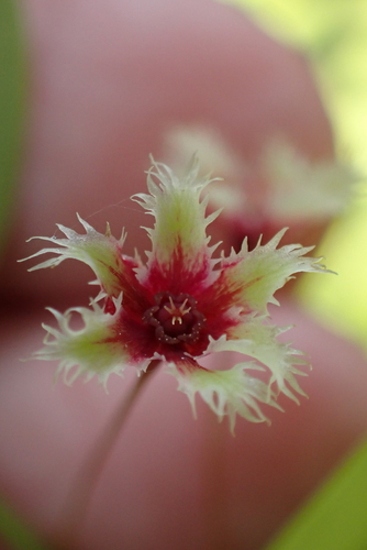 Phyllanthus pulcher