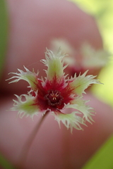 Phyllanthus pulcher