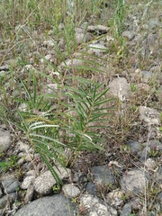 Sanguisorba parviflora