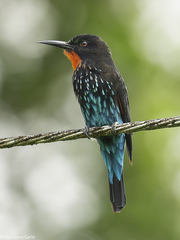 Black Bee-Eater photo 3