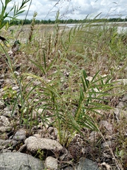 Sanguisorba parviflora