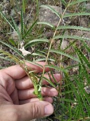 Sanguisorba parviflora