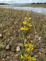 Lysimachia davurica