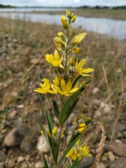 Lysimachia davurica