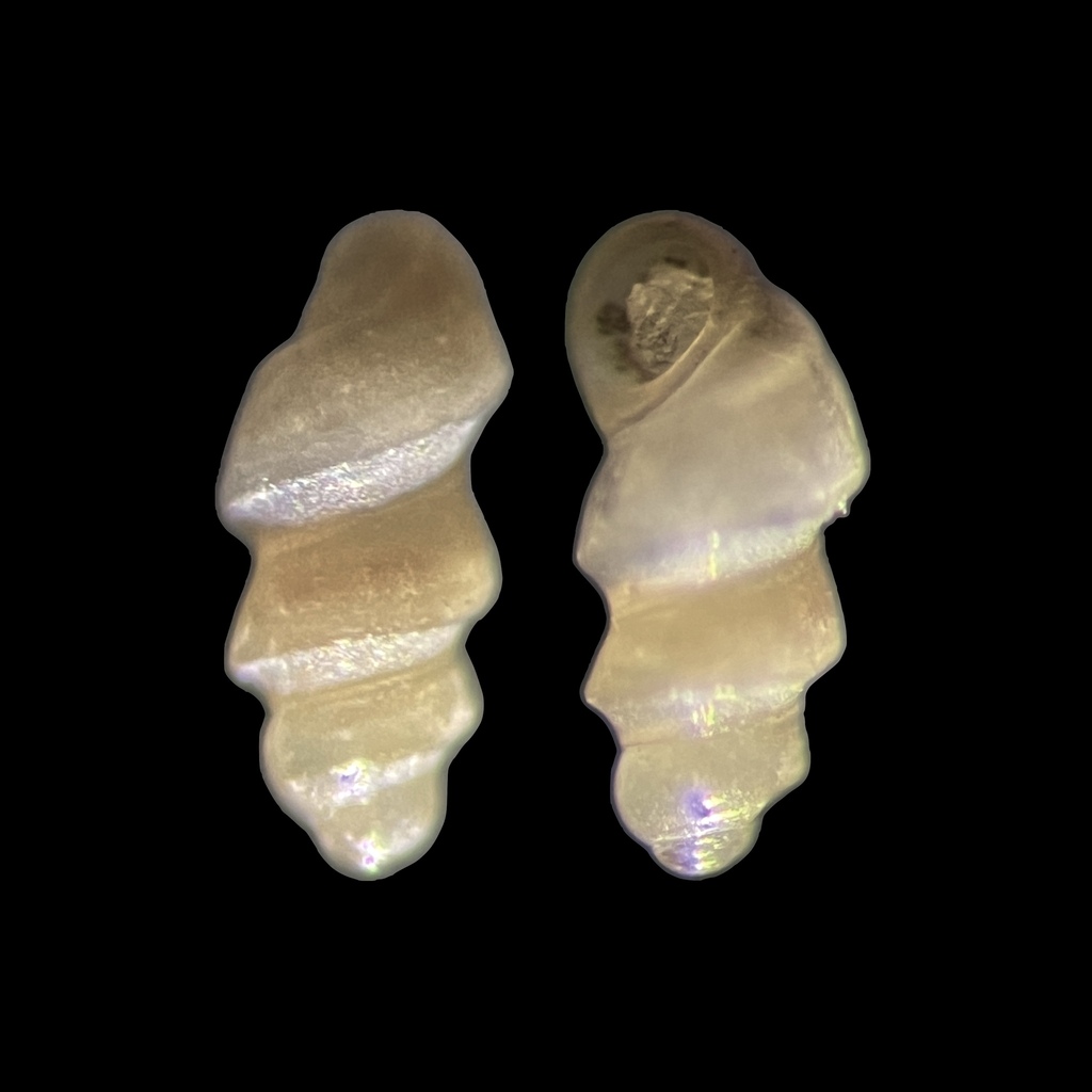 Anabathron contabulatum