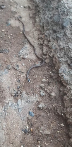 Longhead Burrowing Snake