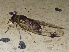 Diceroprocta alacris