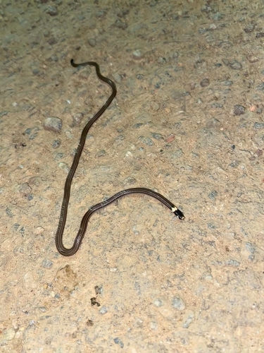 Minacu Blackhead