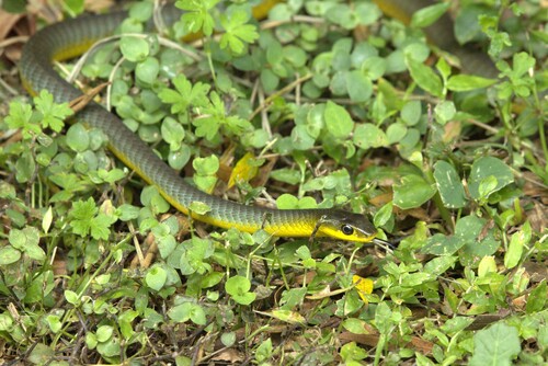 Common Tree Snake sighting