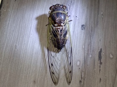 Diceroprocta alacris