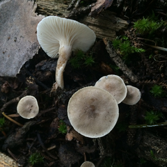 Spodocybe trulliformis