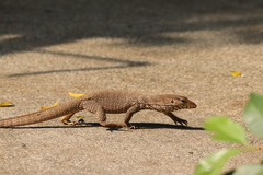 Clouded Monitor photo 5