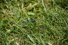 Enallagma annexum