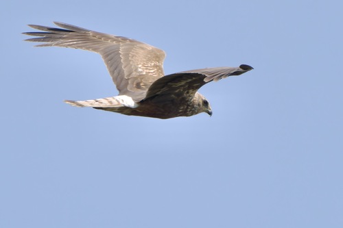 Eastern Marsh Harrier