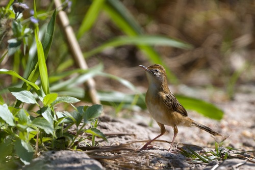 Golden-headed Cisticola