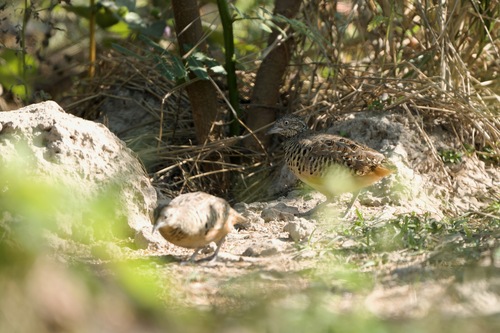 Barred Buttonquail