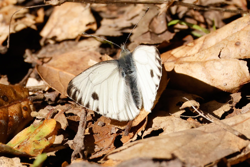 Margined White photo 6