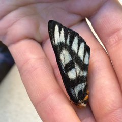 Hemileuca hera magnifica