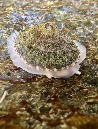 Rough Keyhole Limpet