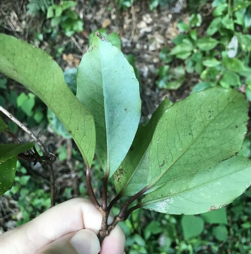 Kadsura japonica, photograph 6