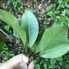 Kadsura japonica, photograph author not stated, no rights reserved