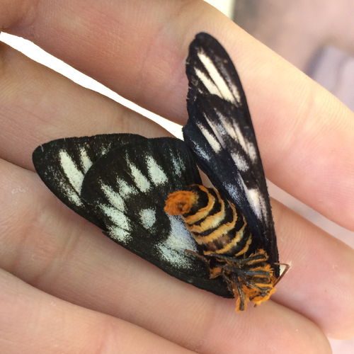 Sagebrush Sheep Moth