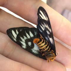 Hemileuca hera magnifica