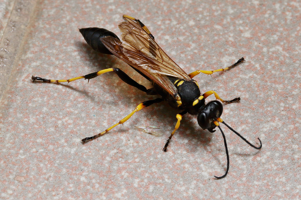 Mud-dauber Wasps and Allies