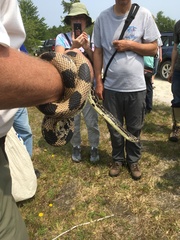 Pituophis melanoleucus melanoleucus
