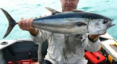 Longtail Tuna photo 1