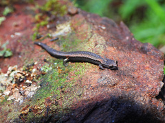 Kern Canyon Slender Salamander photo 2