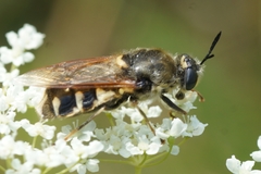 Stratiomys singularior