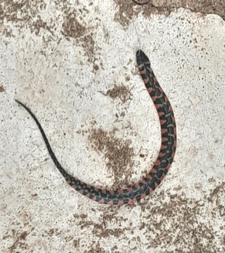 São Paulo Keelback