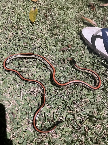 Photo of a Hawbeack Blackhead (Apostolepis polylepis)